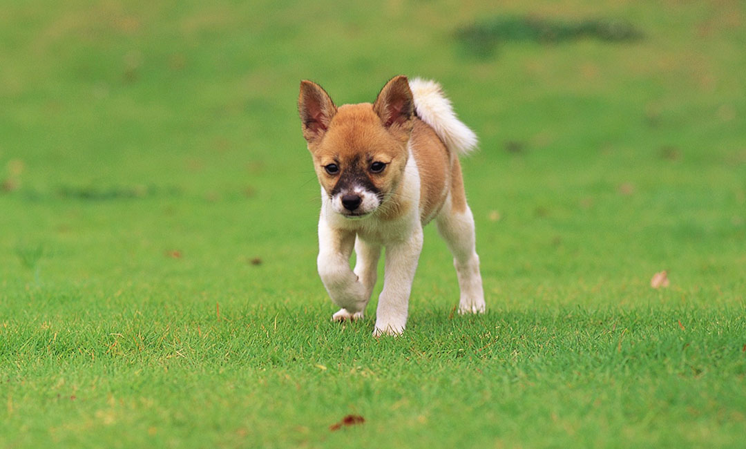 兴安叮叮宠物商业计划书案例